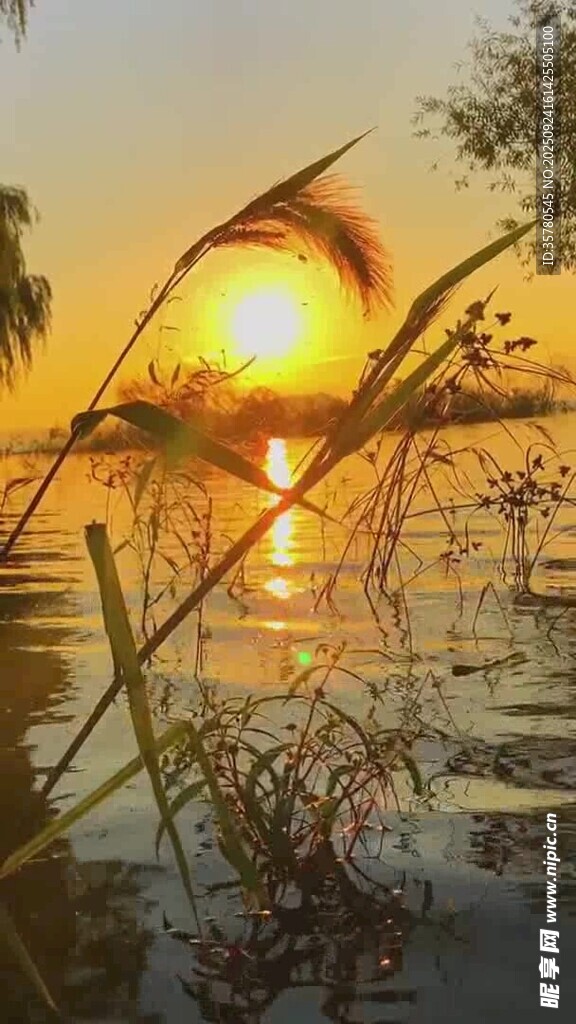 湖畔夕陽下的蘆葦美景