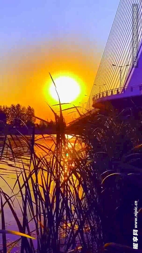 夕陽下河畔蘆葦美景