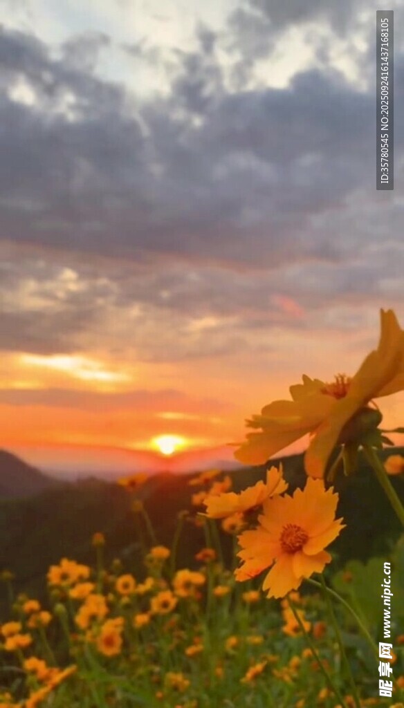夕陽下的向日葵花海