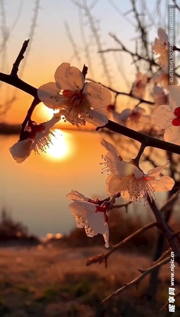 夕陽下綻放的枝頭花朵