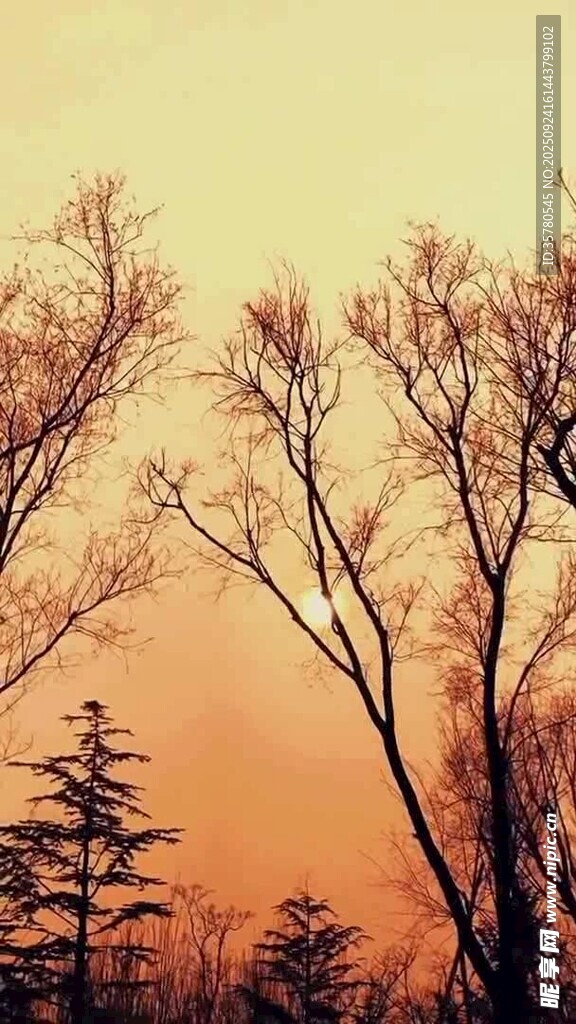 夕陽下的枯樹與挺拔松樹
