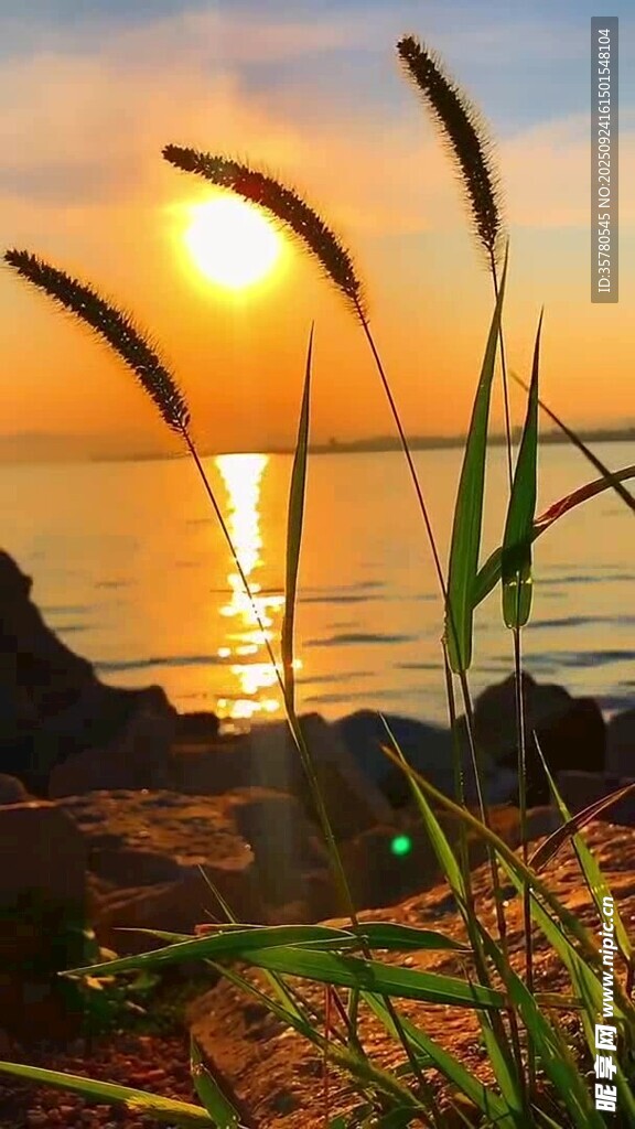 海邊日落時(shí)分的蘆葦美景