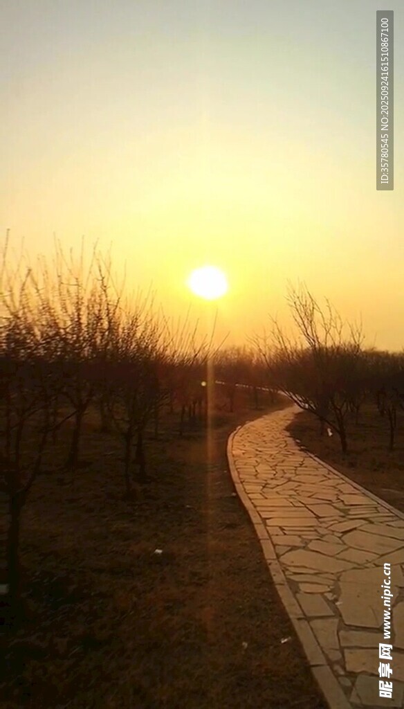 夕陽下的林間石板小徑