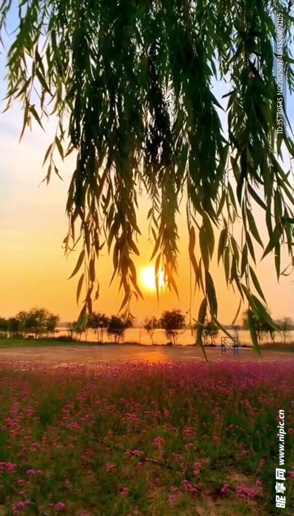 夕陽下的垂柳與絢爛花田