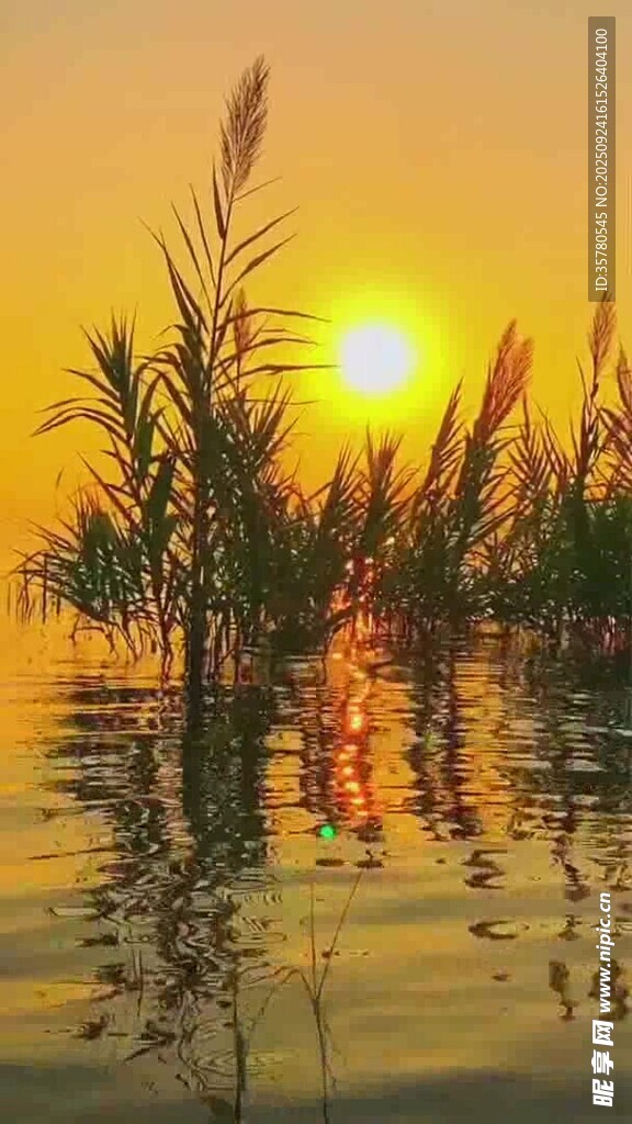 夕陽下的水邊蘆葦美景