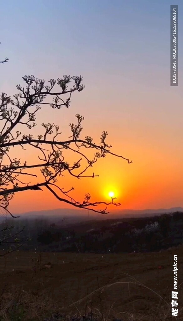 夕陽下的枯樹美景
