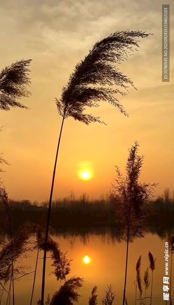 夕陽(yáng)下的蘆葦湖畔美景
