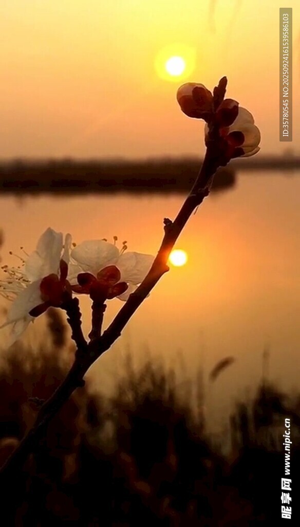 夕陽下綻放的花枝