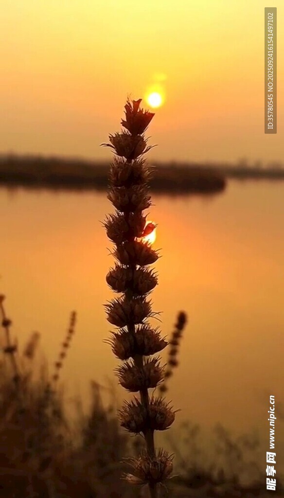 夕陽下的水邊植物