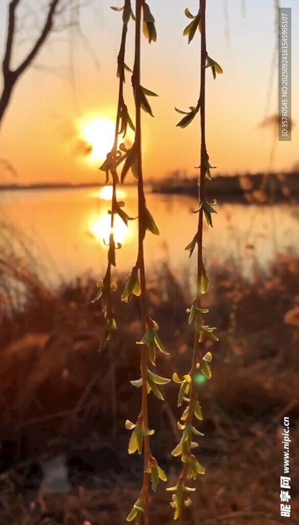 夕陽下的湖畔垂柳美景