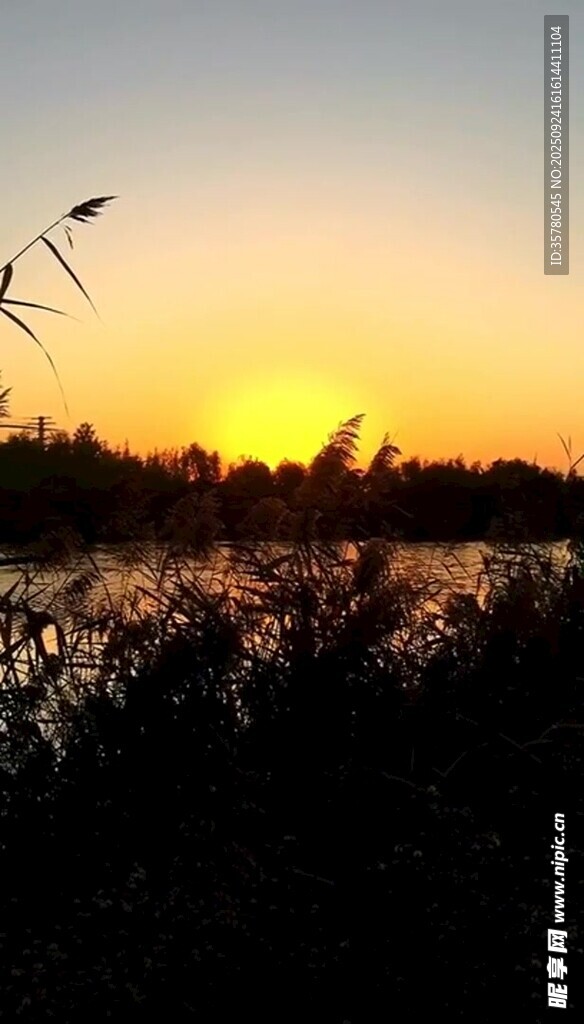 夕陽(yáng)下的蘆葦美景