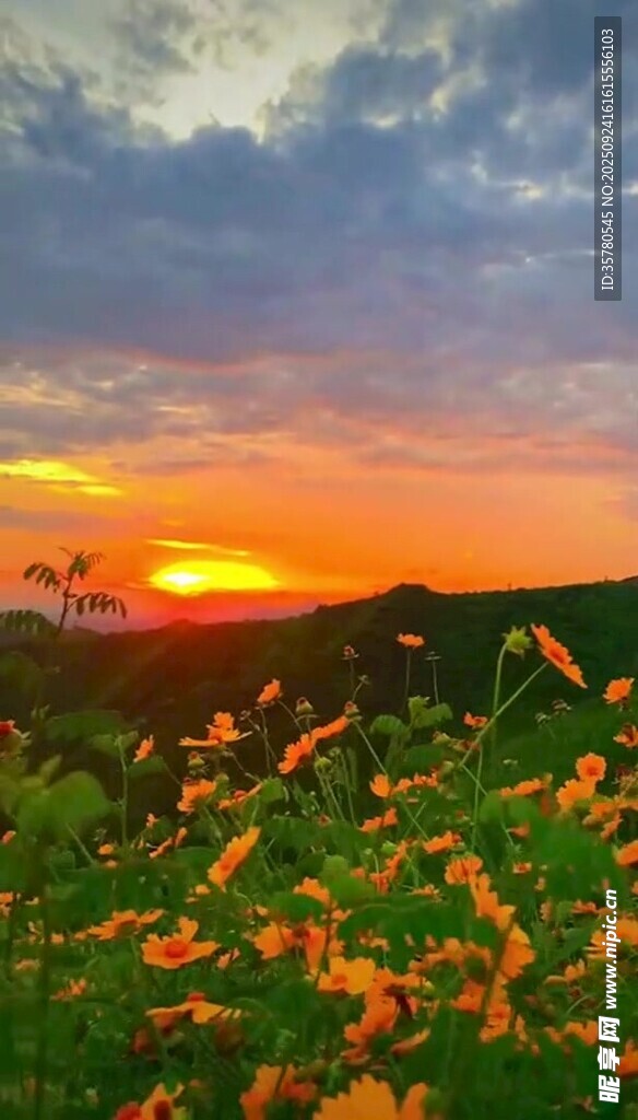 夕陽下的絢爛花海