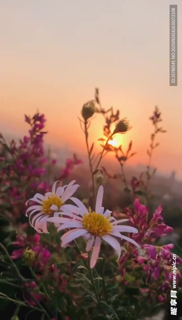 夕陽下綻放的美麗雛菊