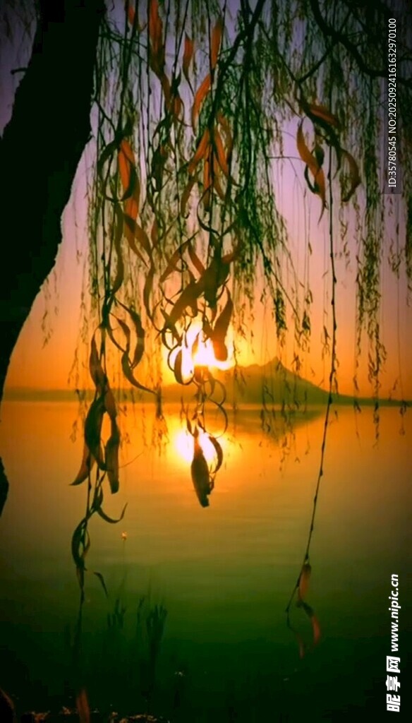 夕陽下湖畔垂柳美景