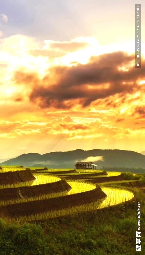 金色梯田日落美景