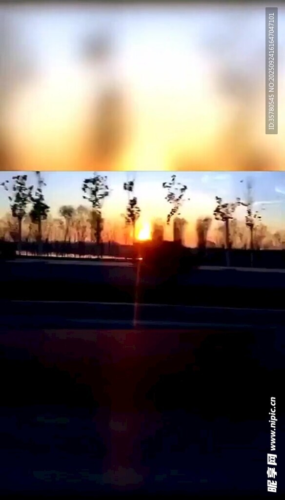夕陽(yáng)下的樹(shù)木剪影