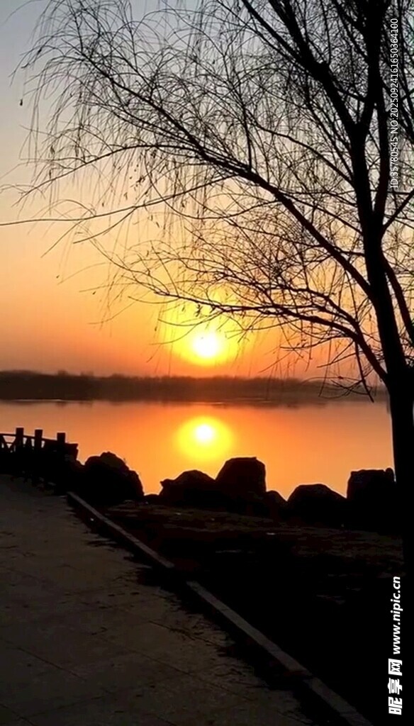 夕陽下湖畔的蕭瑟樹木