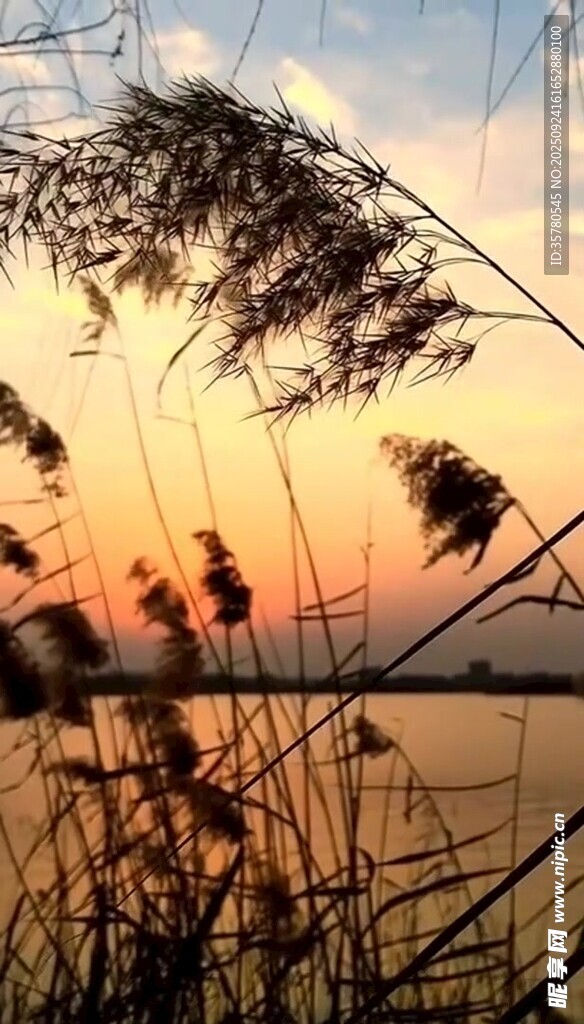夕陽(yáng)下的蘆葦美景