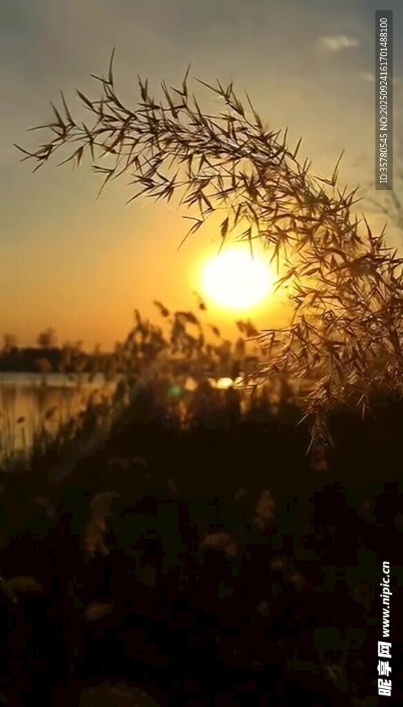 湖畔夕陽下的樹枝剪影