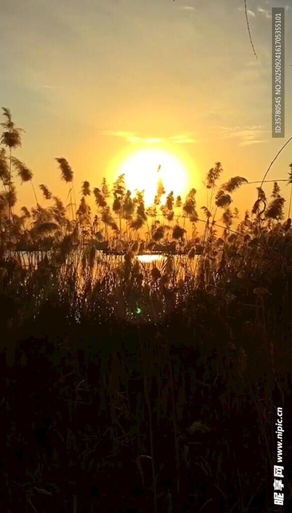 夕陽下的蘆葦美景
