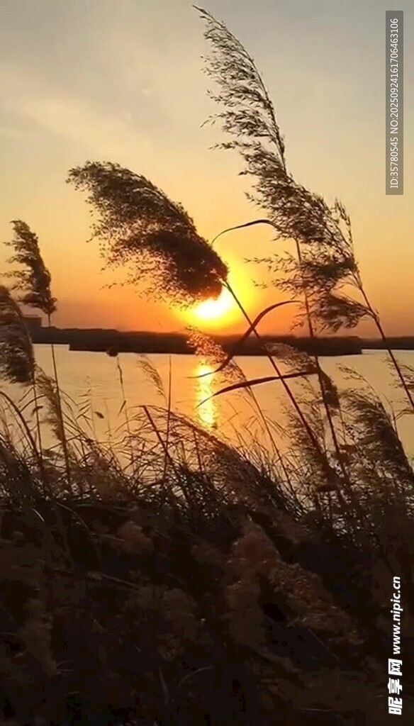 夕陽(yáng)下的蘆葦美景