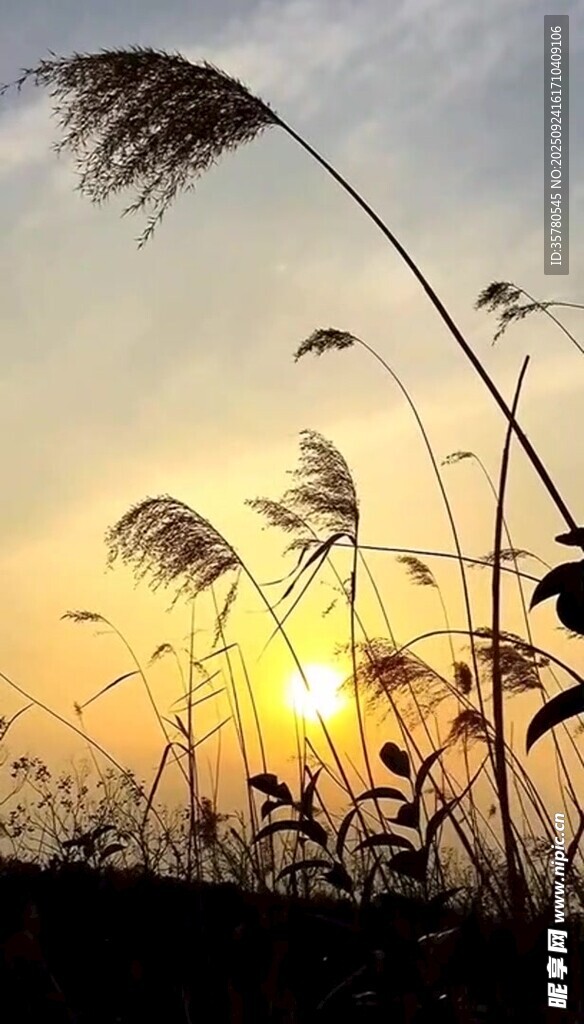 夕陽下的蘆葦隨風搖曳