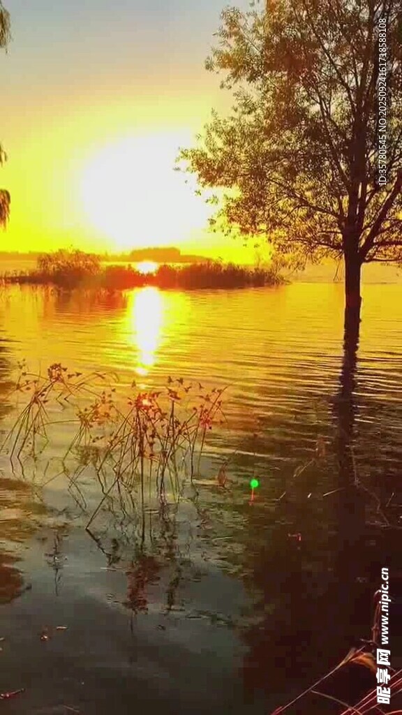 夕陽下湖畔樹木美景