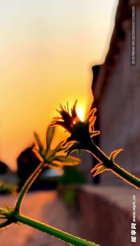 夕陽(yáng)下的植物剪影