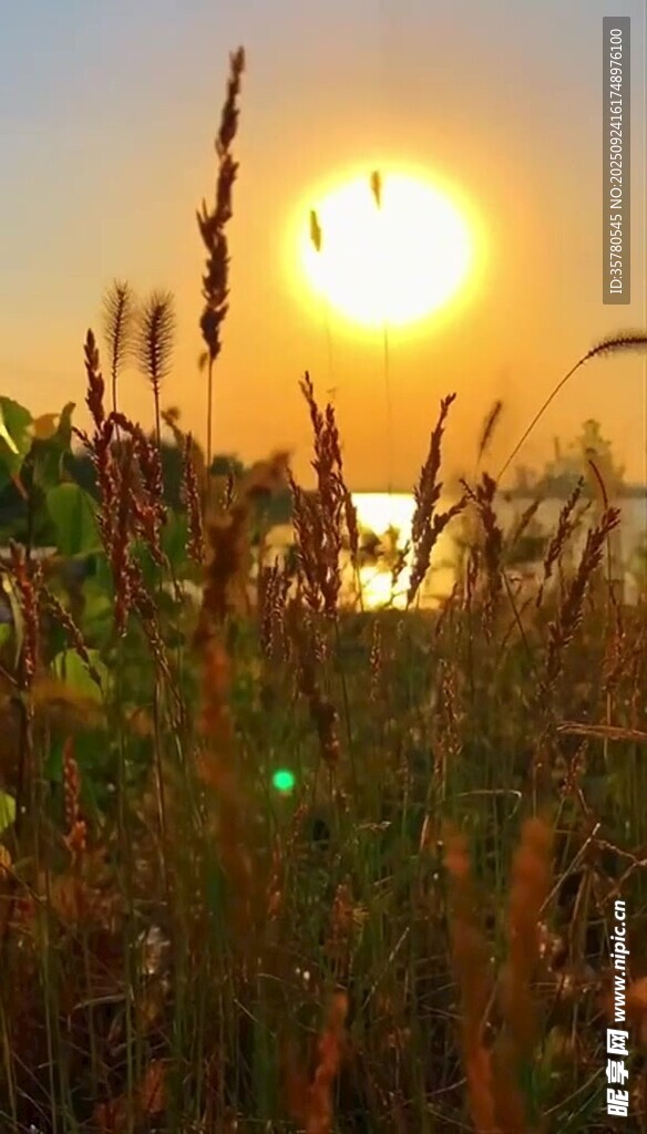 夕陽下的田野美景