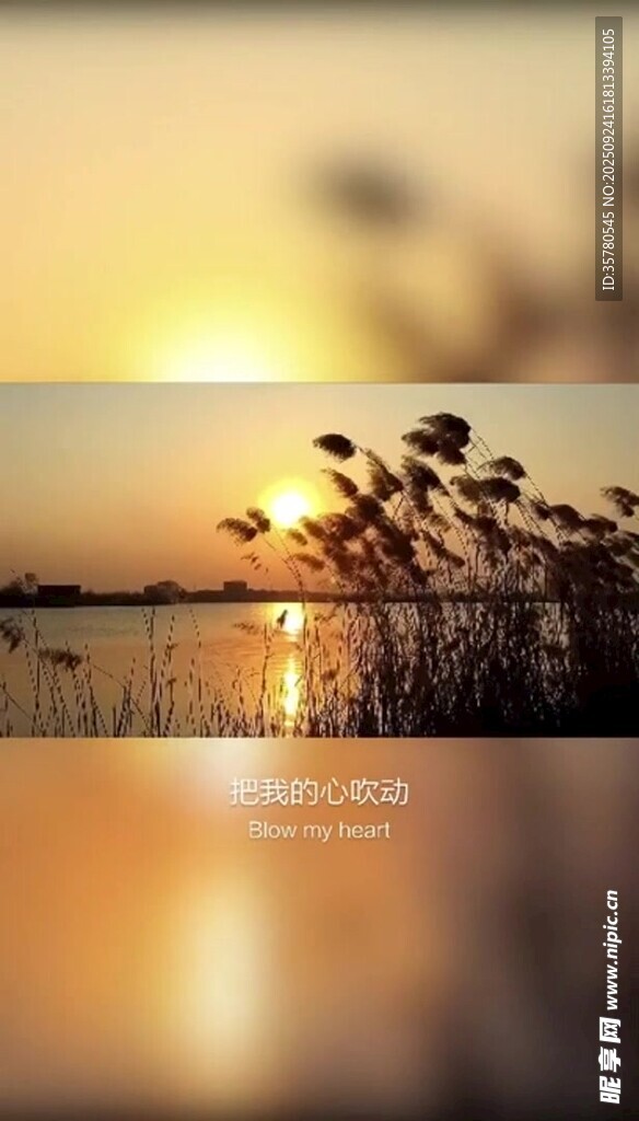 夕陽(yáng)下的湖畔蘆葦美景