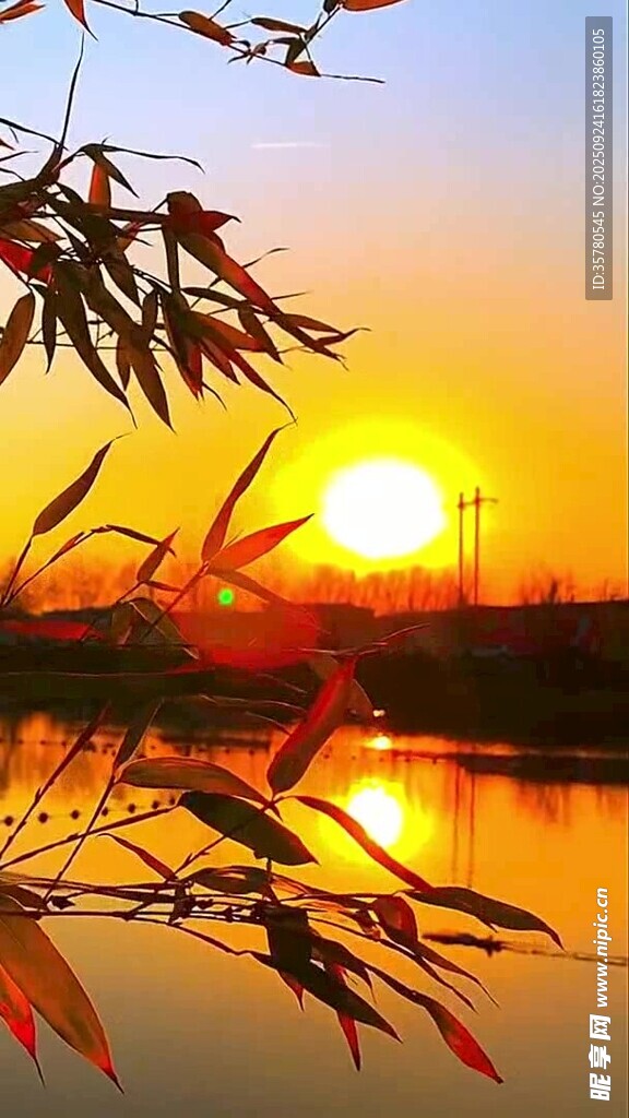 夕陽下湖畔的竹影美景