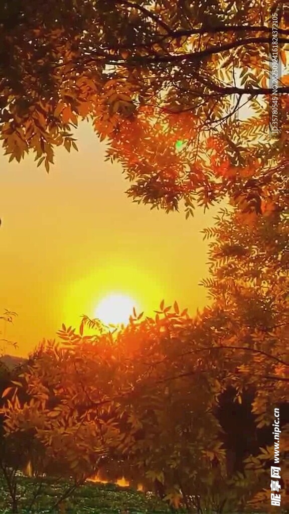 夕陽下的絢爛秋日樹林