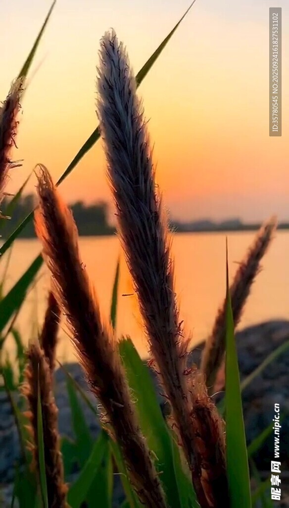 夕陽下的狗尾草美景
