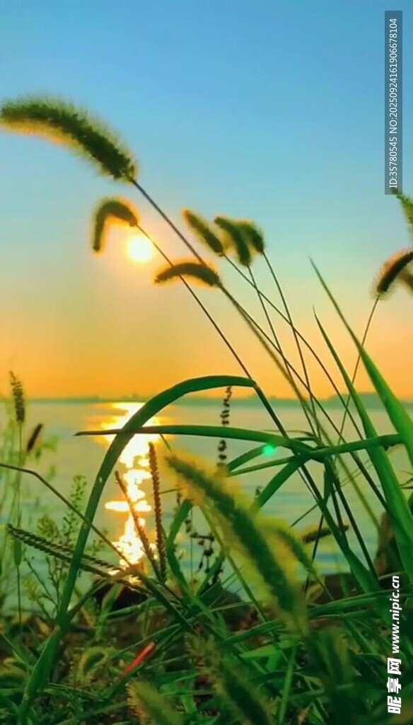 海邊夕陽下的搖曳野草