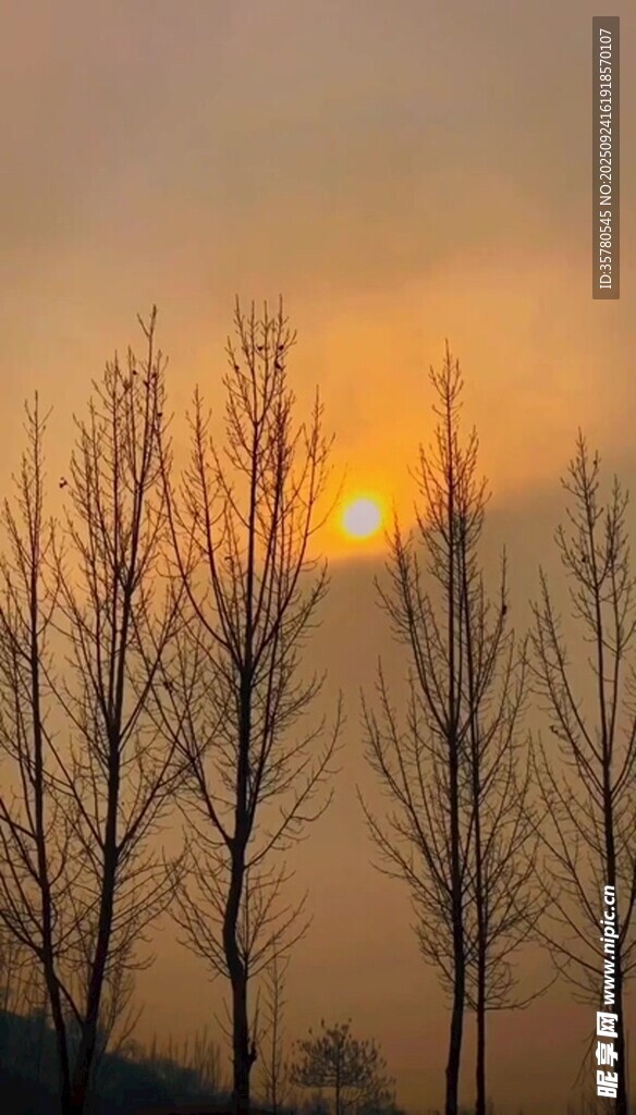 夕陽(yáng)下的枯樹林