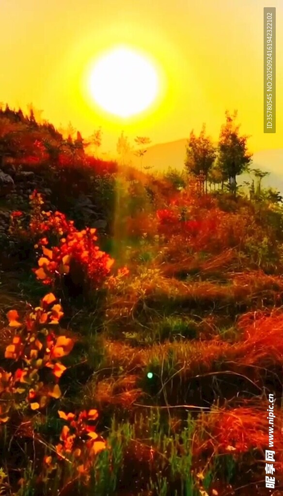 夕陽下的絢爛花海