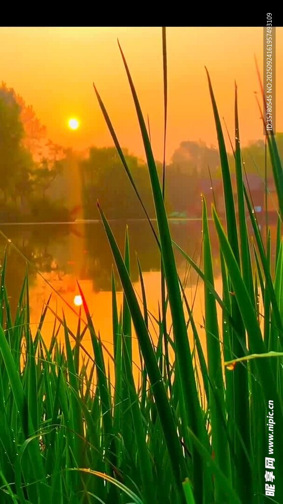 夕陽下的湖畔青草