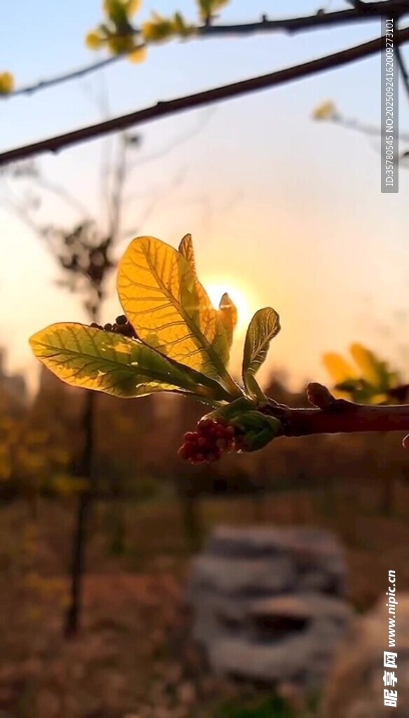 夕陽(yáng)下的枝葉與果實(shí)
