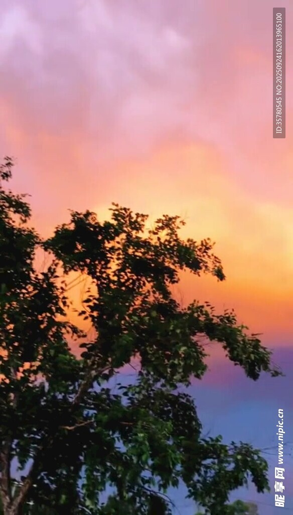 夕陽下的樹梢美景