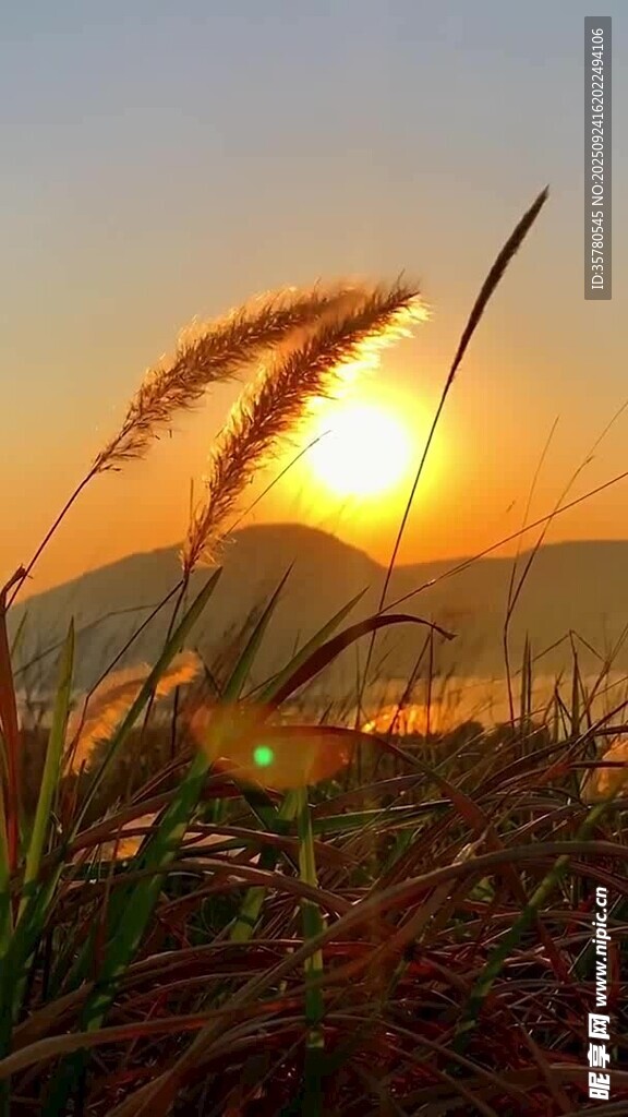 夕陽(yáng)下的金色蘆葦美景