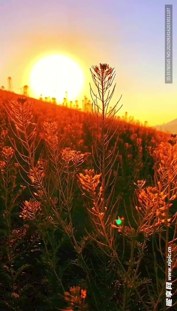 夕陽下的絢爛花田