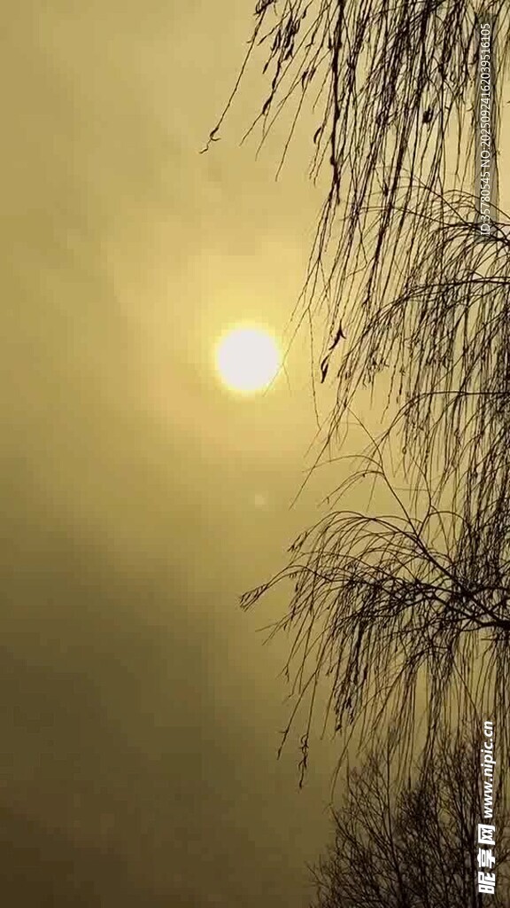 夕陽下的柳枝美景