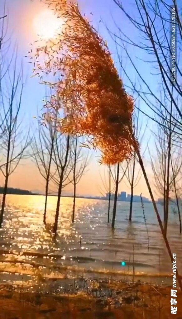夕陽下的蘆葦與波光湖面