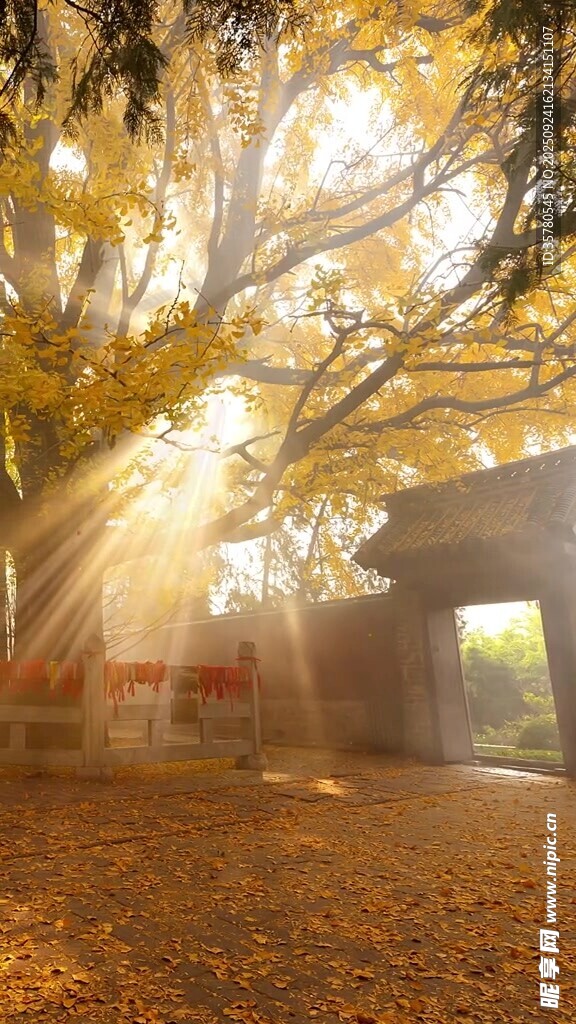 秋日林間光影斑駁美景