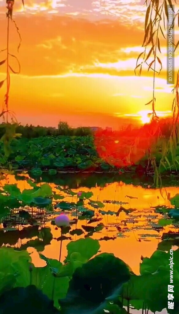 夕陽下的荷塘美景