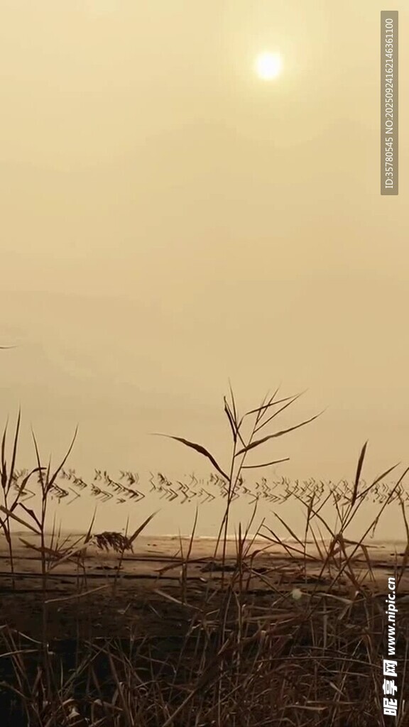 夕陽(yáng)下的蘆葦美景