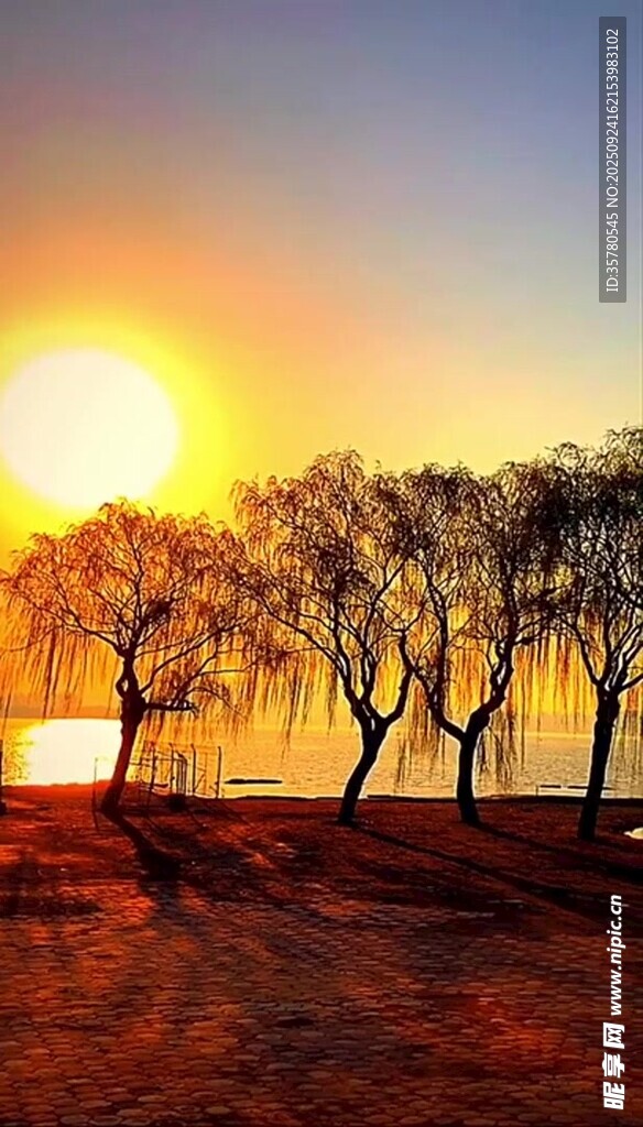 夕陽(yáng)下的樹(shù)木景觀