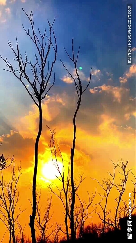夕陽下的枯樹美景