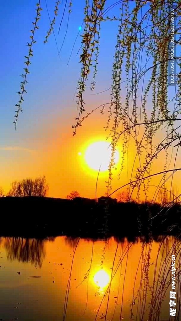 夕陽下湖畔垂柳美景