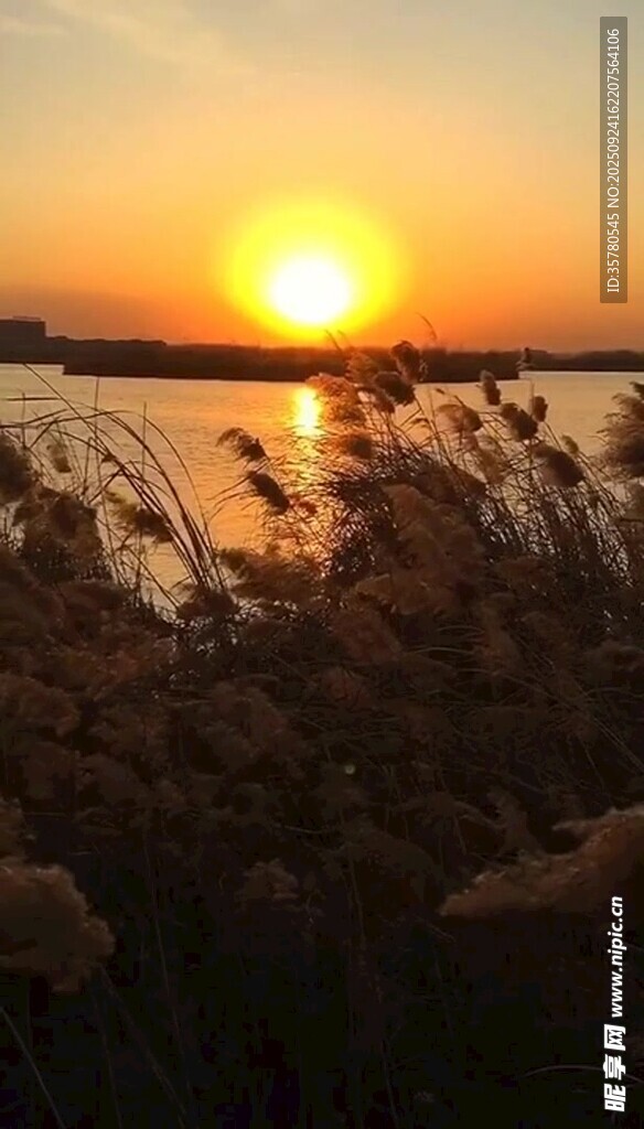 夕陽下的蘆葦美景